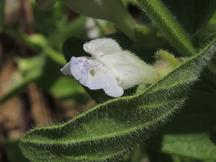 Scutellaria bolanderi ssp. bolanderi Scutellaria bolanderi ssp. bolanderi