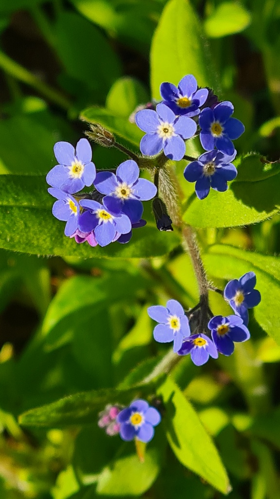 Myosotis sylvatica