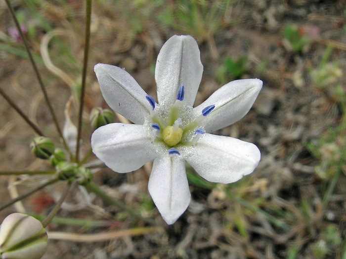 Triteleia lilacina Triteleia lilacina