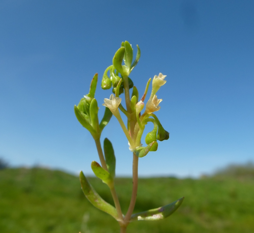 Montia fontana