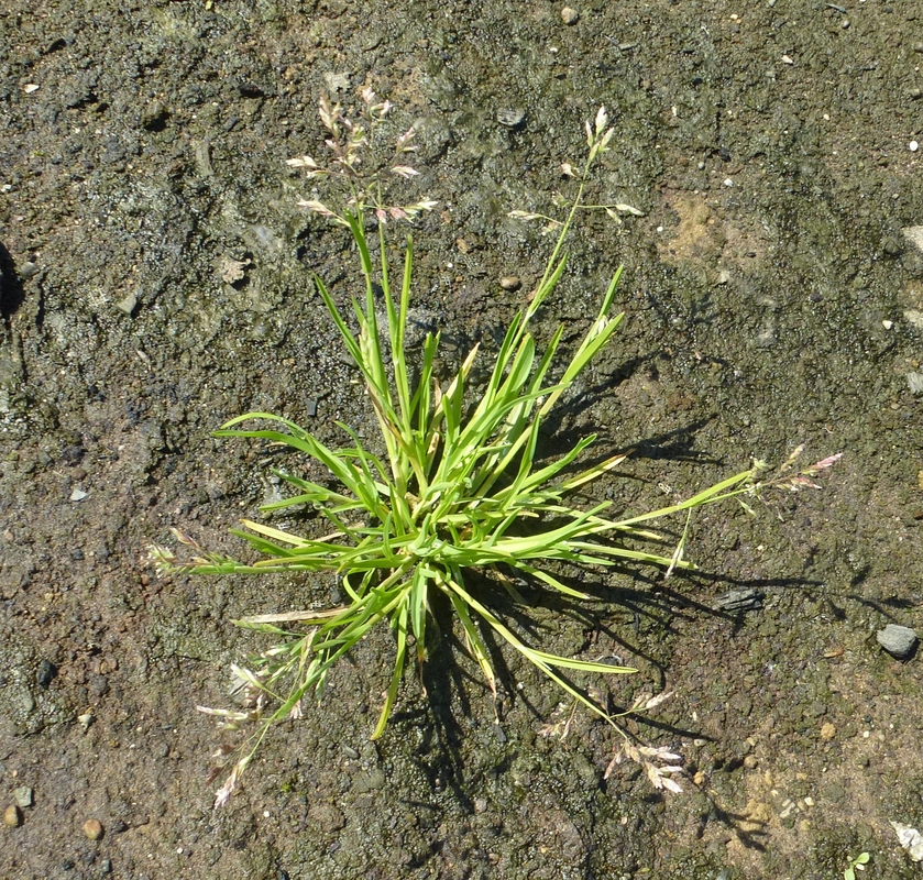 Poa annua