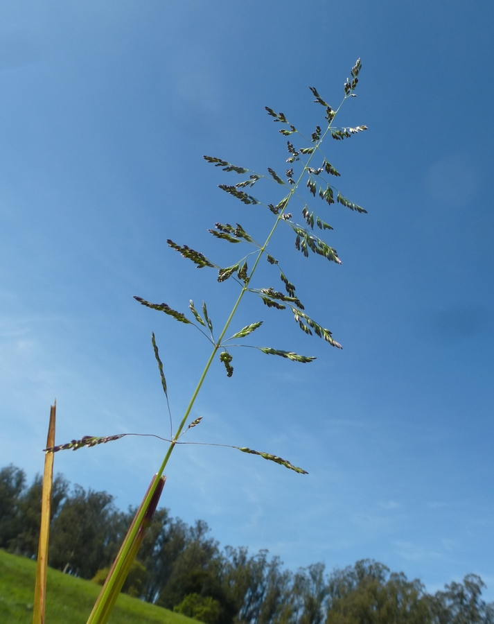 Poa trivialis