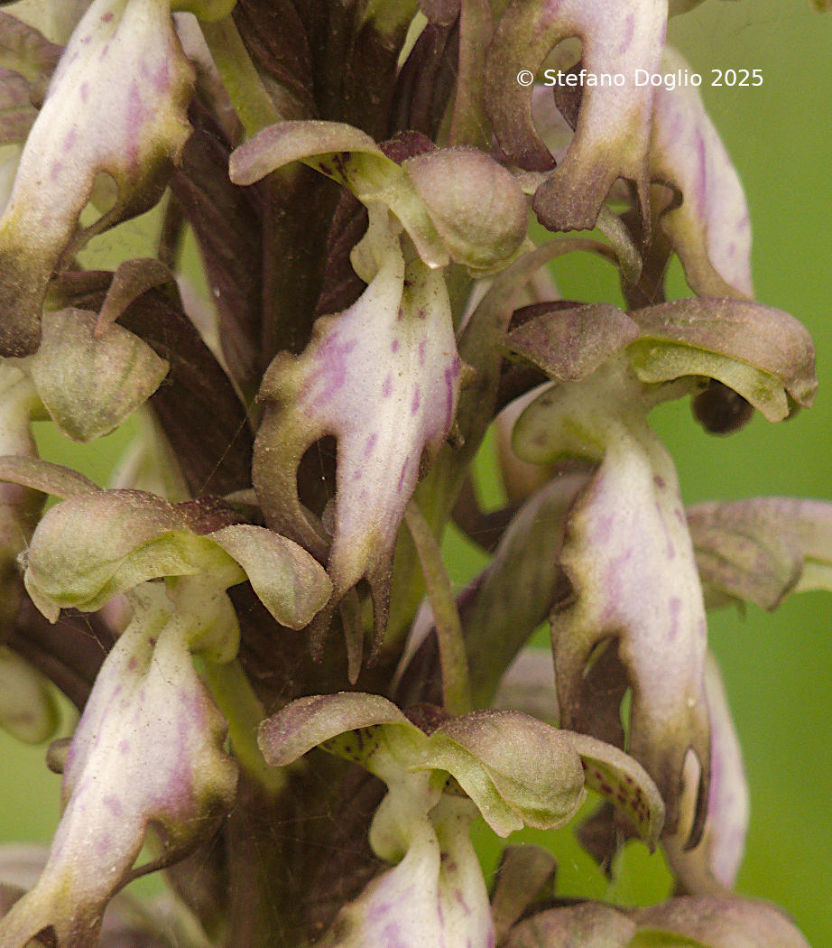 Himantoglossum robertianum