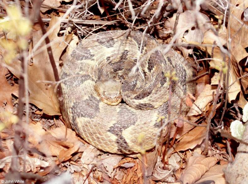 Crotalus horridus horridus