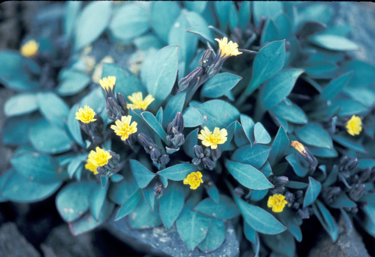 Crepis nana