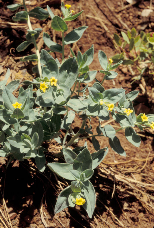 Lithospermum californicum
