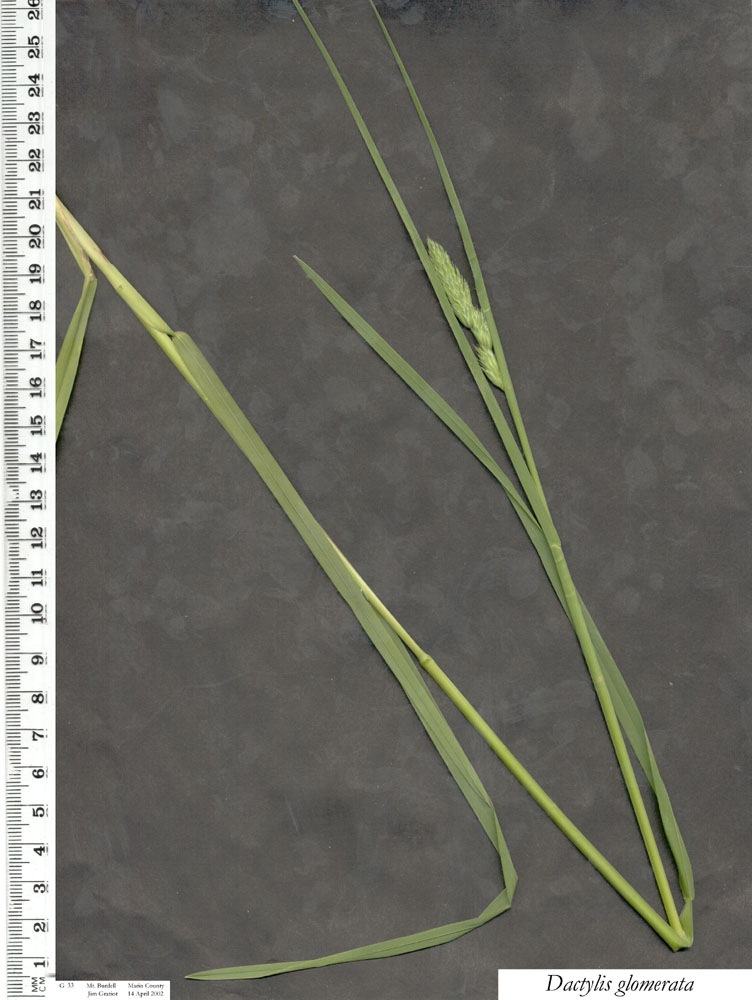 Dactylis glomerata Dactylis glomerata