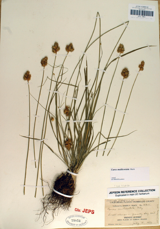 Carex multicostata