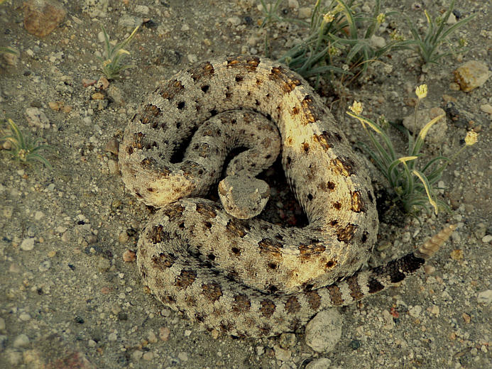 CalPhotos: Crotalus cerastes; Sidewinder