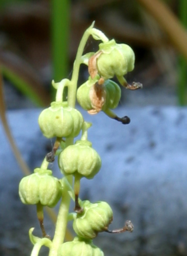 Pyrola asarifolia ssp. asarifolia