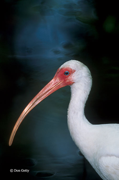 Eudocimus albus Eudocimus albus