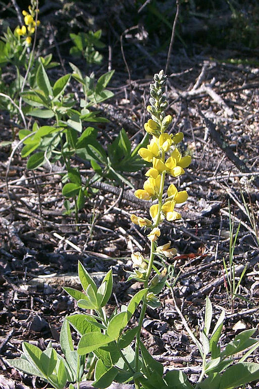 Thermopsis macrophylla Thermopsis macrophylla