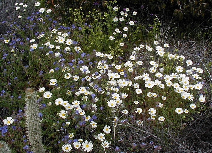 Layia glandulosa
