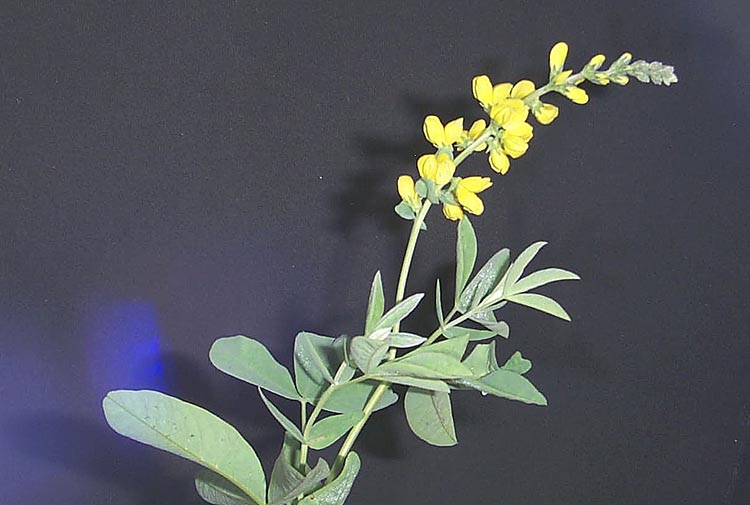 Thermopsis macrophylla Thermopsis macrophylla