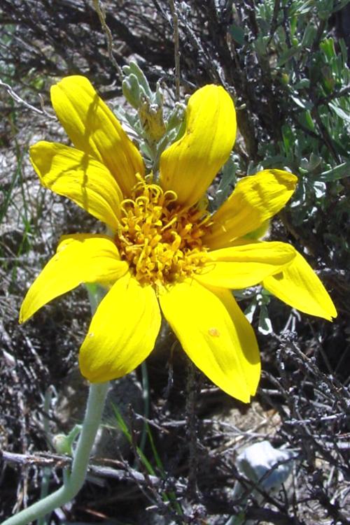Wyethia mollis Wyethia mollis