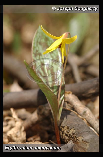 Erythronium americanum