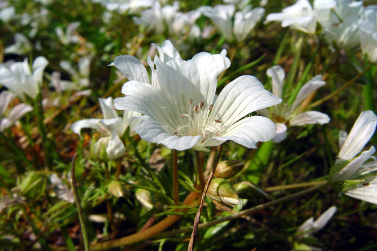 Limnanthes douglasii ssp. rosea