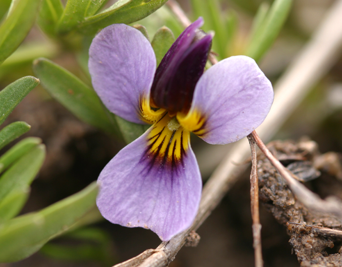 Viola beckwithii Viola beckwithii