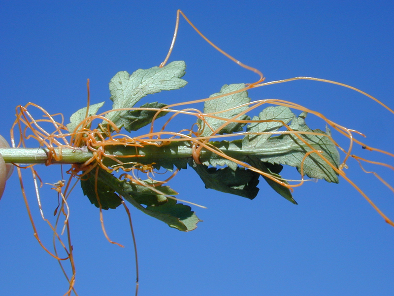 Cuscuta sp.