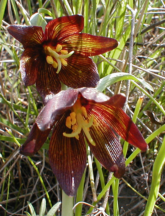 Fritillaria biflora Fritillaria biflora