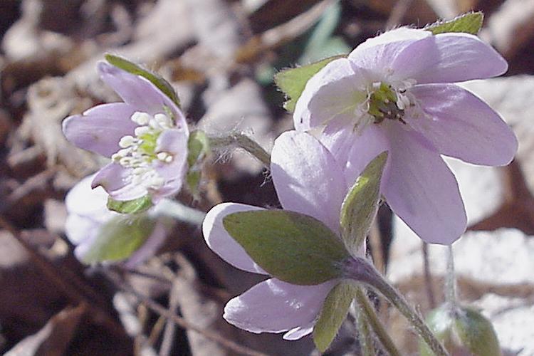 Hepatica acutiloba