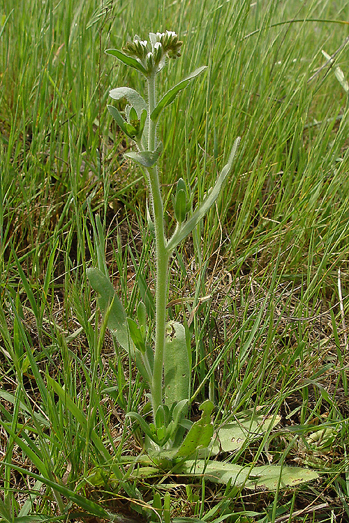 Plagiobothrys fulvus