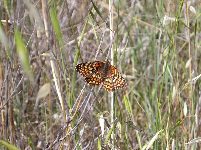 Chlosyne gabbii Chlosyne gabbii