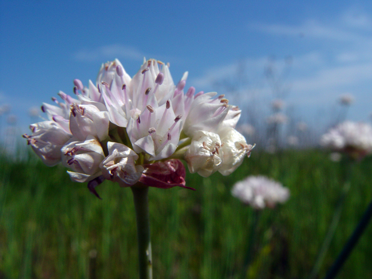 Allium amplectens Allium amplectens