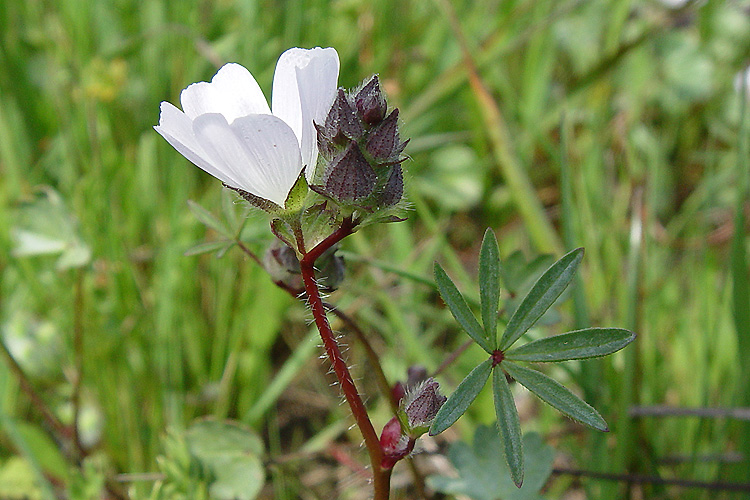 Sidalcea calycosa ssp. calycosa