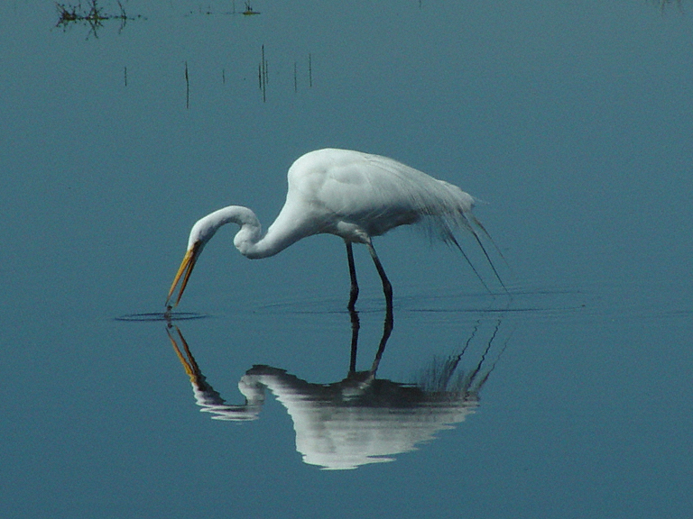 Ardea alba Ardea alba
