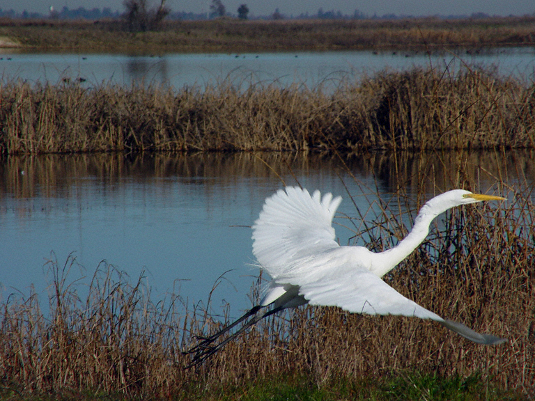 Ardea alba Ardea alba