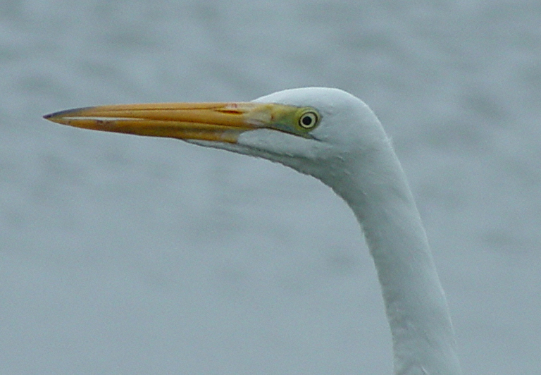 Ardea alba Ardea alba