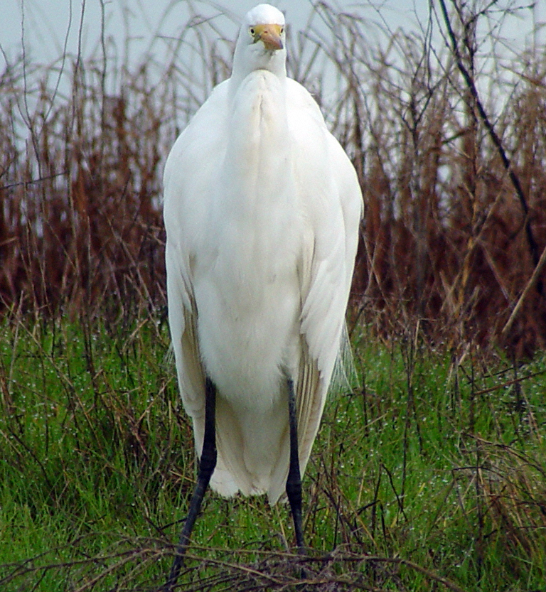 Ardea alba Ardea alba