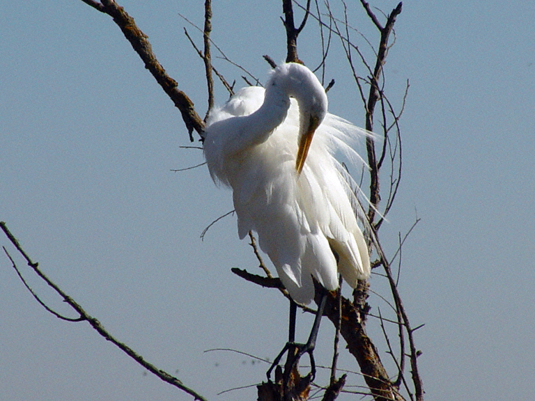Ardea alba Ardea alba
