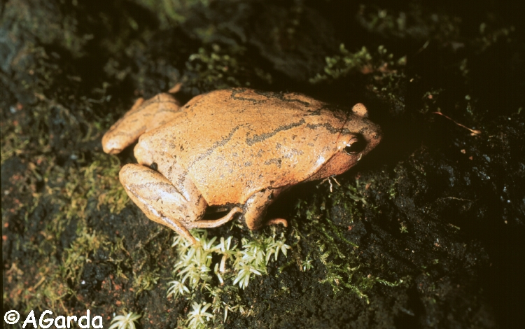 Stereocyclops incrassatus