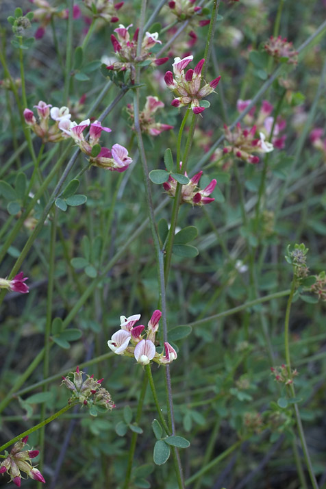 Acmispon cytisoides