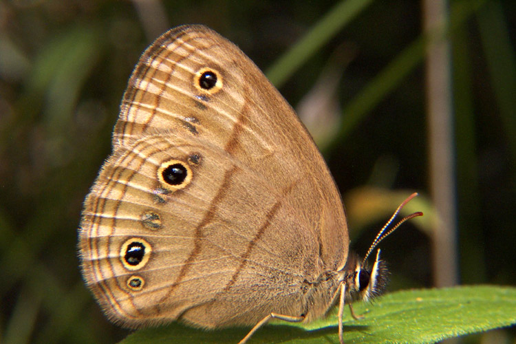 Megisto cymela