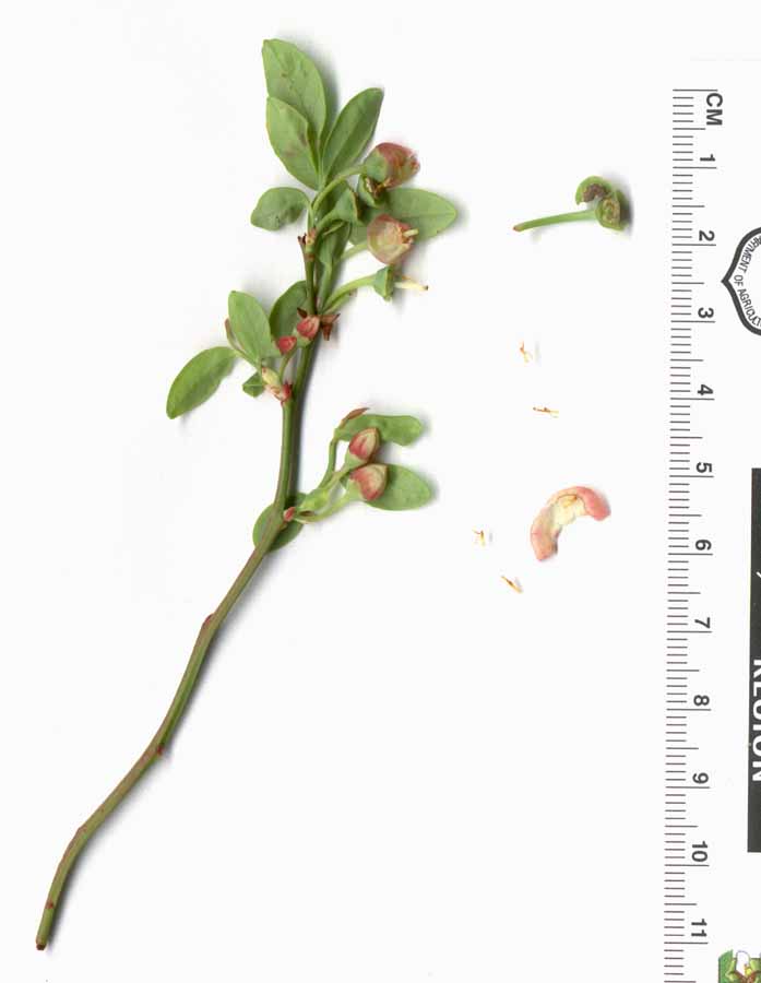 Vaccinium sp.