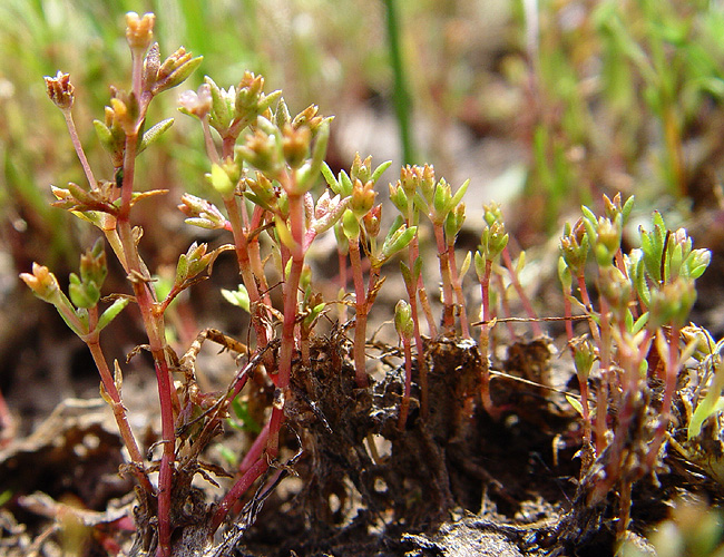Crassula aquatica