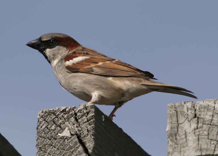 Passer domesticus (House sparrow) (Fringilla domestica)