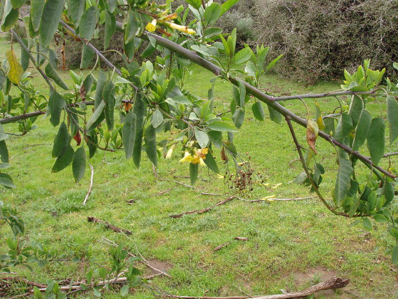Nicotiana glauca Nicotiana glauca
