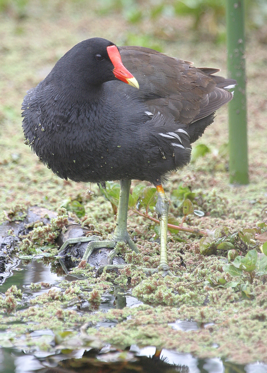 Gallinula galeata Gallinula galeata