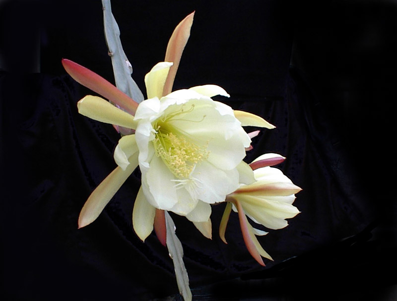 Epiphyllum crenatum var. crenatum Epiphyllum crenatum var. crenatum