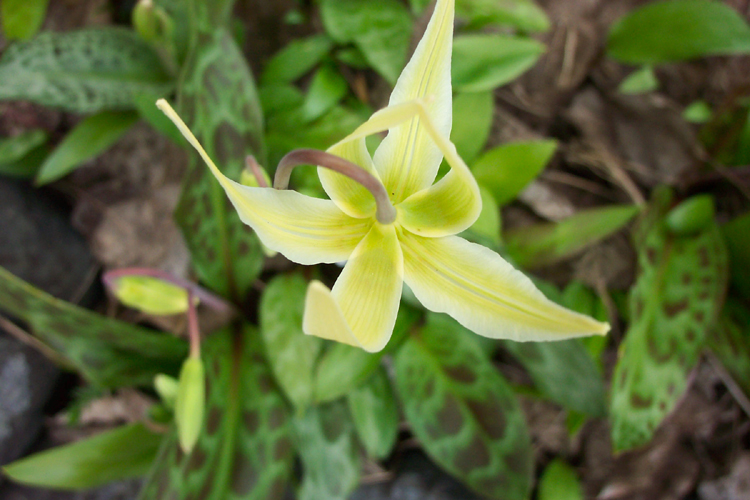 Erythronium oregonum Erythronium oregonum