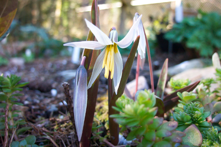 Erythronium mesochoreum