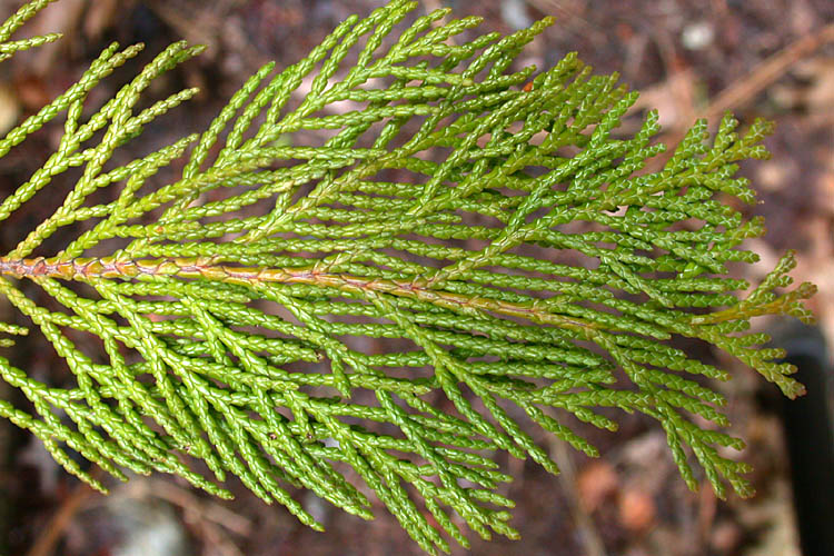 Chamaecyparis lawsoniana