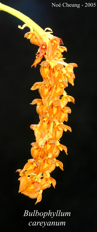 Bulbophyllum careyanum Bulbophyllum careyanum
