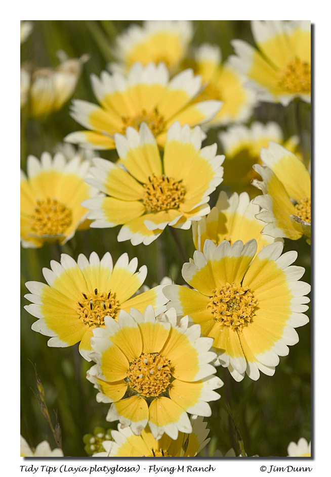 Layia platyglossa Layia platyglossa