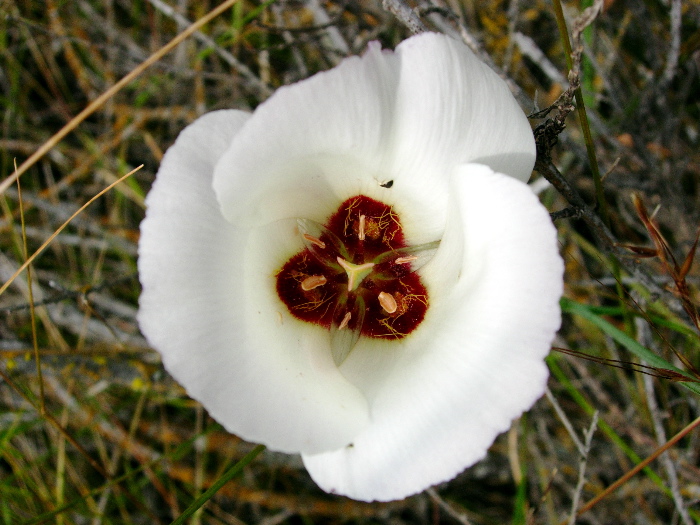 Calochortus catalinae Calochortus catalinae