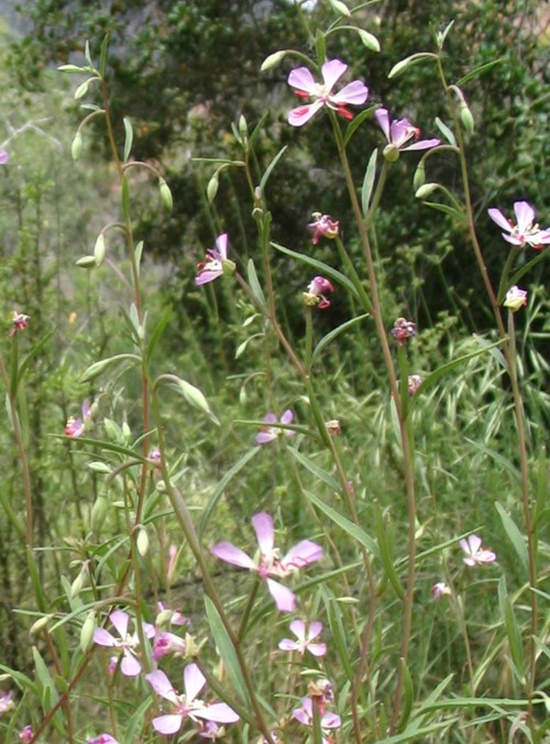 Clarkia delicata Clarkia delicata